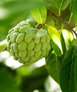 Brighter Blooms Sugar Apple Tree Fruit Trees