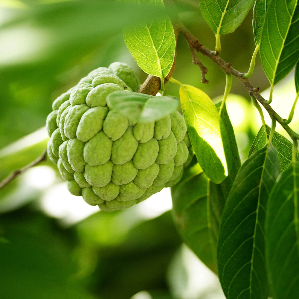 Brighter Blooms Sugar Apple Tree Fruit Trees 2 Brighter Blooms Sugar Apple Tree Fruit Trees