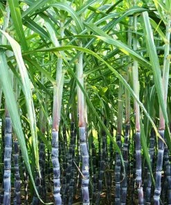 Brighter Blooms Sugar Cane Plant SHOP ALL 8 Brighter Blooms Sugar Cane Plant SHOP ALL
