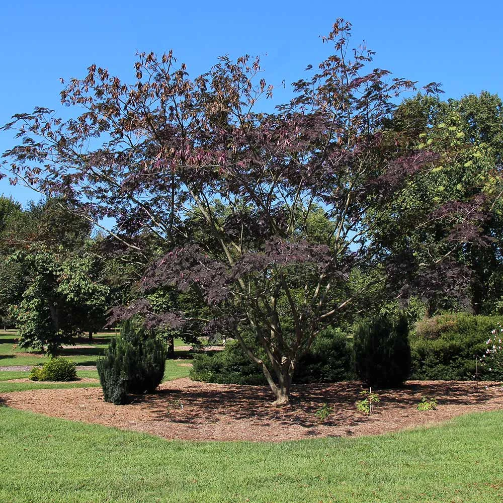Brighter Blooms Summer Chocolate Mimosa Tree 3 Brighter Blooms Summer Chocolate Mimosa Tree