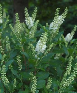 Brighter Blooms Shrubs & Hedges Summersweet Clethra Shrub 5 Brighter Blooms Shrubs & Hedges Summersweet Clethra Shrub