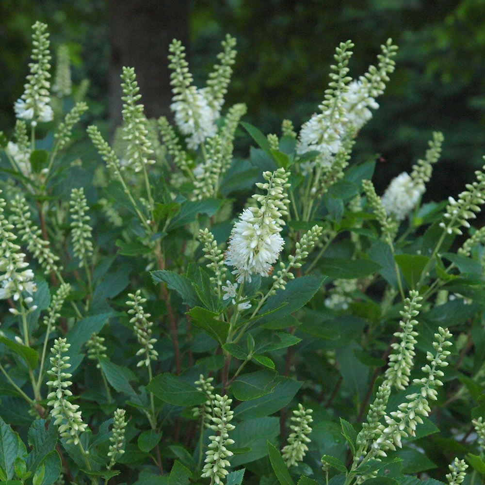 Brighter Blooms Shrubs & Hedges Summersweet Clethra Shrub 3 Brighter Blooms Shrubs & Hedges Summersweet Clethra Shrub