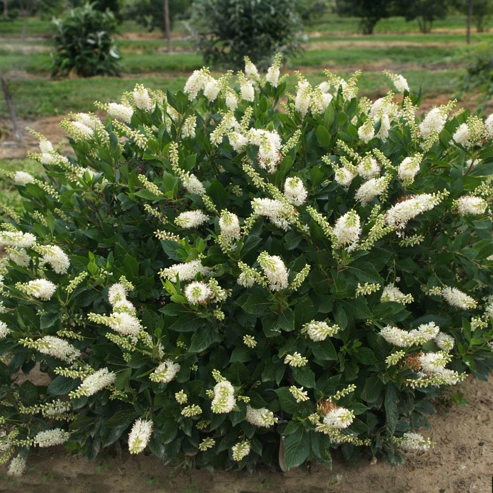 Brighter Blooms Shrubs & Hedges Summersweet Clethra Shrub 2 Brighter Blooms Shrubs & Hedges Summersweet Clethra Shrub