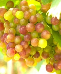 Brighter Blooms Summit Grape Vine Fruit Trees