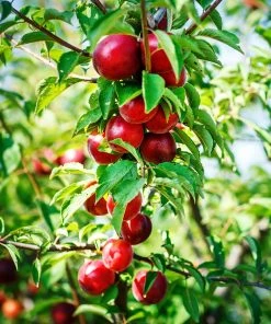 Brighter Blooms Sunglo Nectarine Fruit Trees