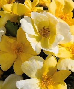 Brighter Blooms Shrubs & Hedges Sunny Knock Out® Rose 8 Brighter Blooms Shrubs & Hedges Sunny Knock Out® Rose