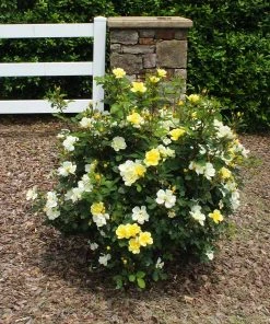 Brighter Blooms Shrubs & Hedges Sunny Knock Out® Rose 11 Brighter Blooms Shrubs & Hedges Sunny Knock Out® Rose