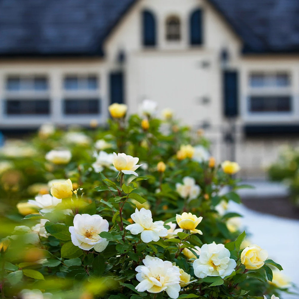 Brighter Blooms Shrubs & Hedges Sunny Knock Out® Rose 5 Brighter Blooms Shrubs & Hedges Sunny Knock Out® Rose