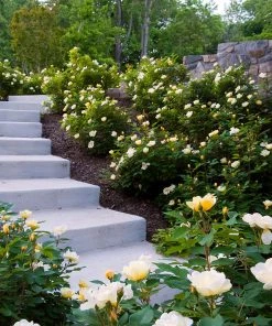 Brighter Blooms Shrubs & Hedges Sunny Knock Out® Rose 9 Brighter Blooms Shrubs & Hedges Sunny Knock Out® Rose