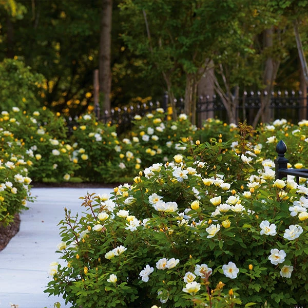 Brighter Blooms Shrubs & Hedges Sunny Knock Out® Rose 1 Brighter Blooms Shrubs & Hedges Sunny Knock Out® Rose
