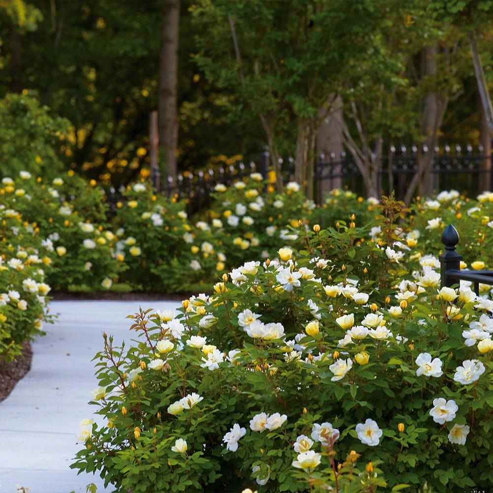 Brighter Blooms Shrubs & Hedges Sunny Knock Out® Rose 2 Brighter Blooms Shrubs & Hedges Sunny Knock Out® Rose