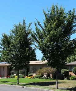 Brighter Blooms Emerald Sunshine® Elm Tree Shade Trees 7 Brighter Blooms Emerald Sunshine® Elm Tree Shade Trees