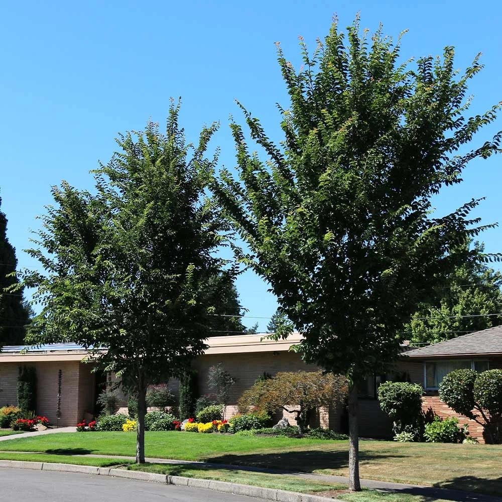 Brighter Blooms Emerald Sunshine® Elm Tree Shade Trees 3 Brighter Blooms Emerald Sunshine® Elm Tree Shade Trees