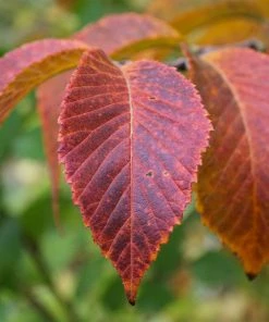 Brighter Blooms Emerald Sunshine® Elm Tree Shade Trees 9 Brighter Blooms Emerald Sunshine® Elm Tree Shade Trees