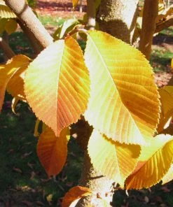 Brighter Blooms Emerald Sunshine® Elm Tree Shade Trees 8 Brighter Blooms Emerald Sunshine® Elm Tree Shade Trees