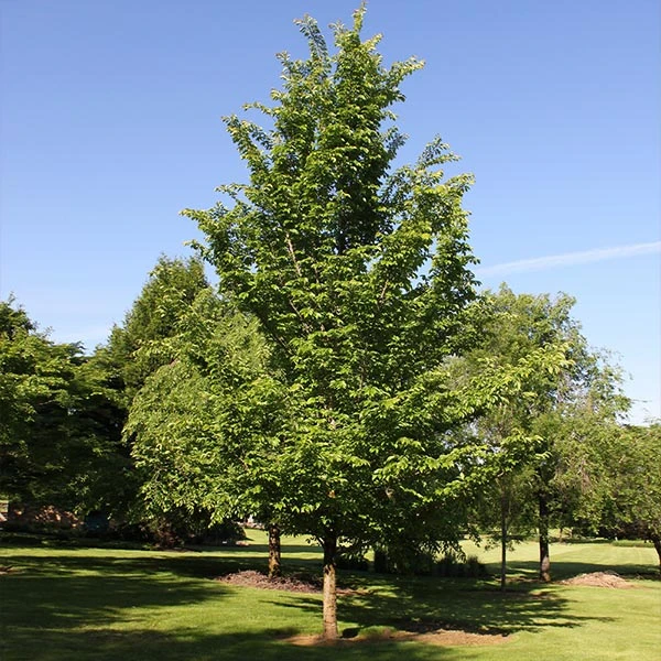 Brighter Blooms Emerald Sunshine® Elm Tree Shade Trees 1 Brighter Blooms Emerald Sunshine® Elm Tree Shade Trees