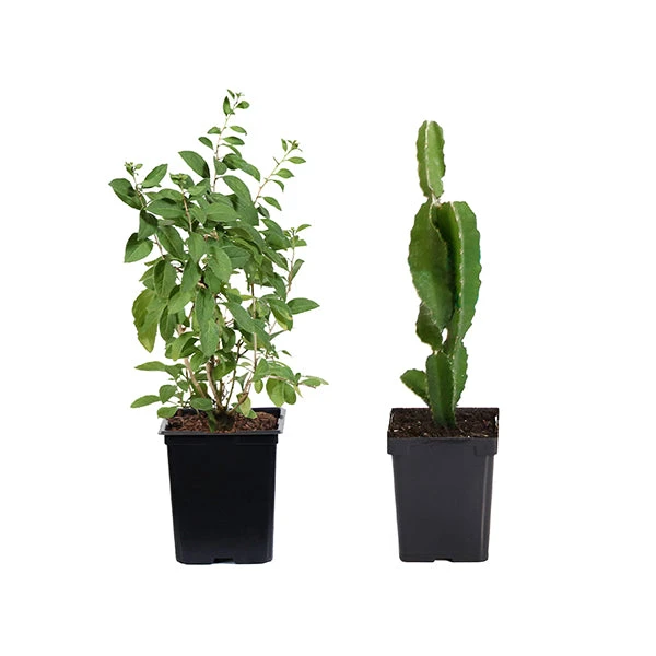 Brighter Blooms Fruit Trees Healthy Superfoods Kit 1 Brighter Blooms Fruit Trees Healthy Superfoods Kit