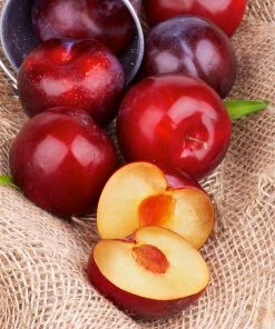 Brighter Blooms Superior Plum Tree Fruit Trees 6 Brighter Blooms Superior Plum Tree Fruit Trees