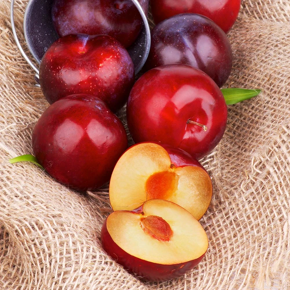 Brighter Blooms Superior Plum Tree Fruit Trees 3 Brighter Blooms Superior Plum Tree Fruit Trees