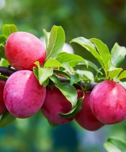 Brighter Blooms Superior Plum Tree Fruit Trees
