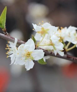 Brighter Blooms Superior Plum Tree Fruit Trees 7 Brighter Blooms Superior Plum Tree Fruit Trees