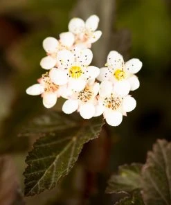 Brighter Blooms Sweet Cherry Tea Ninebark Shrub 7 Brighter Blooms Sweet Cherry Tea Ninebark Shrub