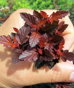 Brighter Blooms Sweet Cherry Tea Ninebark Shrub 8 Brighter Blooms Sweet Cherry Tea Ninebark Shrub