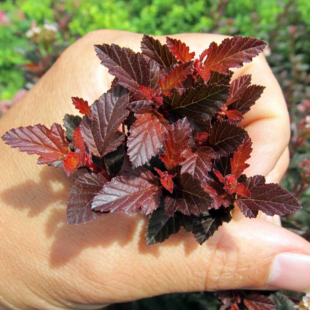 Brighter Blooms Sweet Cherry Tea Ninebark Shrub 4 Brighter Blooms Sweet Cherry Tea Ninebark Shrub