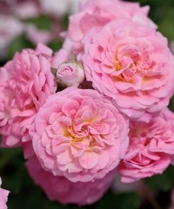 Brighter Blooms Sweet Drift® Rose 5 Brighter Blooms Sweet Drift® Rose