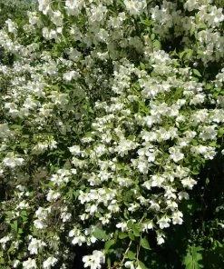 Brighter Blooms Sweet Mock Orange Shrub 6 Brighter Blooms Sweet Mock Orange Shrub