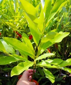 Brighter Blooms Evergreen & Privacy Sweetbay Magnolia Tree 7 Brighter Blooms Evergreen & Privacy Sweetbay Magnolia Tree