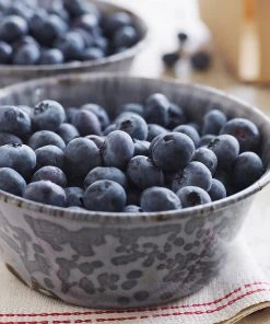 Brighter Blooms Sweetheart Blueberry Bush 8 Brighter Blooms Sweetheart Blueberry Bush