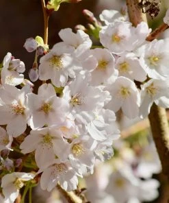 Brighter Blooms Sweetheart Cherry Tree 7 Brighter Blooms Sweetheart Cherry Tree