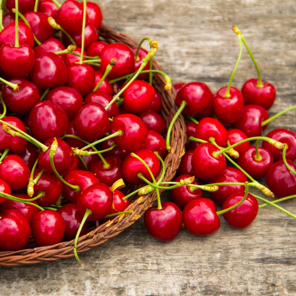 Brighter Blooms Sweetheart Cherry Tree 3 Brighter Blooms Sweetheart Cherry Tree