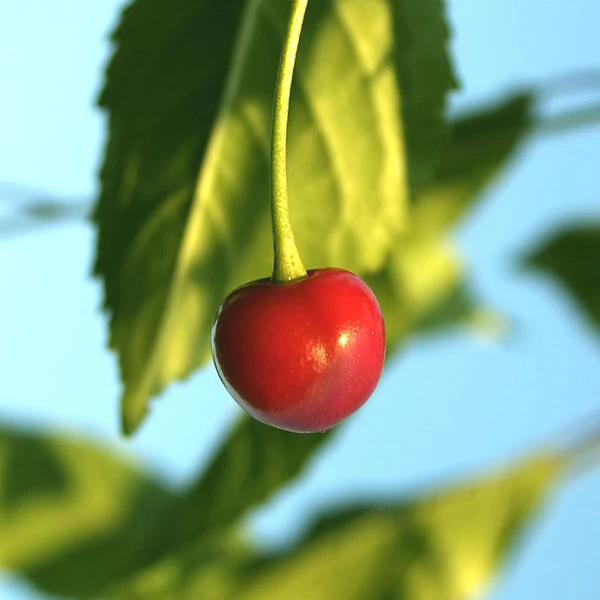 Brighter Blooms Sweetheart Cherry Tree 1 Brighter Blooms Sweetheart Cherry Tree