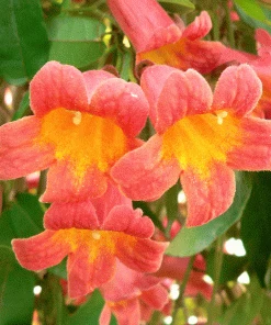 BrighterBlooms Sales 26 Brighter Blooms SHOP ALL Tangerine Beauty Crossvine