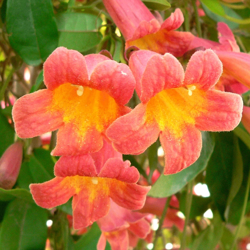 Brighter Blooms SHOP ALL Tangerine Beauty Crossvine 2 Brighter Blooms SHOP ALL Tangerine Beauty Crossvine