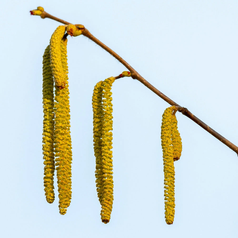 Brighter Blooms Theta Filbert Hazelnut Tree Nut Trees 5 Brighter Blooms Theta Filbert Hazelnut Tree Nut Trees