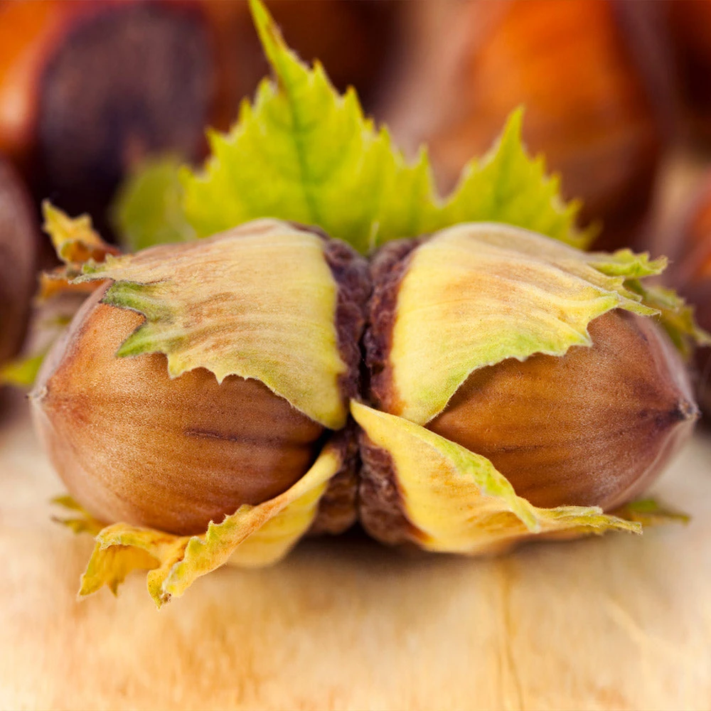Brighter Blooms Theta Filbert Hazelnut Tree Nut Trees 4 Brighter Blooms Theta Filbert Hazelnut Tree Nut Trees