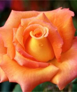 Brighter Blooms Tropicana Rose Roses