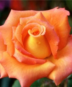 Brighter Blooms Tropicana Rose Roses