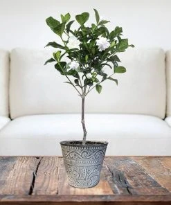 Brighter Blooms First Love® Tabletop Gardenia Plant