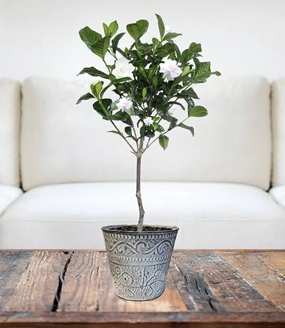 Brighter Blooms First Love® Tabletop Gardenia Plant 2 Brighter Blooms First Love® Tabletop Gardenia Plant