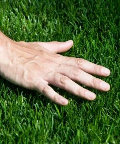 Brighter Blooms TurboTurf™ Tall Fescue Grass Seed 6 Brighter Blooms TurboTurf™ Tall Fescue Grass Seed