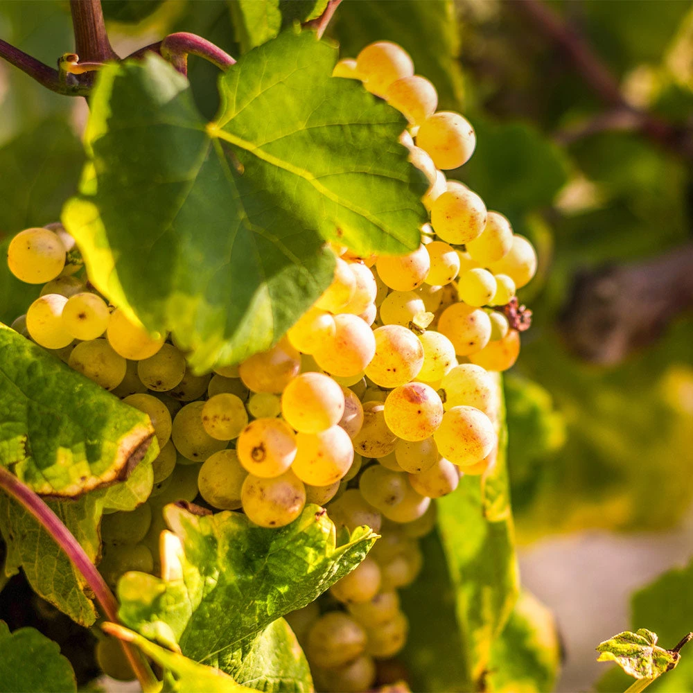 Brighter Blooms Tara Scuppernong Grape Vine 2 Brighter Blooms Tara Scuppernong Grape Vine