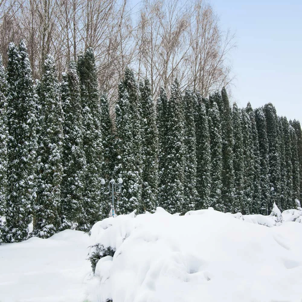 Brighter Blooms Juniper Trees Taylor Juniper Tree 2 Brighter Blooms Juniper Trees Taylor Juniper Tree