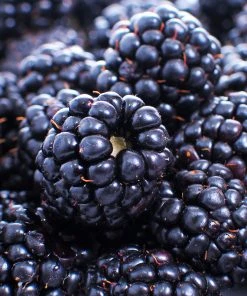 Brighter Blooms Fruit Trees Thornless Blackberry Bush