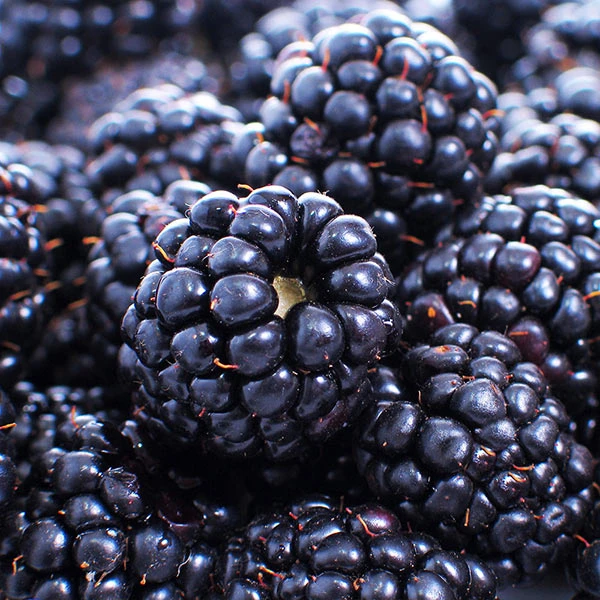 Brighter Blooms Fruit Trees Thornless Blackberry Bush 1 Brighter Blooms Fruit Trees Thornless Blackberry Bush