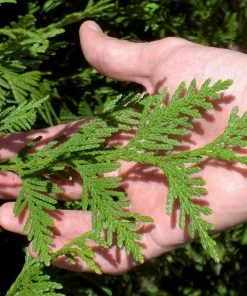 Brighter Blooms Thuja Green Giant Tree Evergreen & Privacy 11 Brighter Blooms Thuja Green Giant Tree Evergreen & Privacy