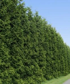 NO WARRANTY Thuja Green Giant Tree